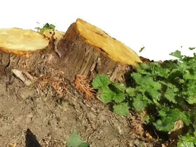 Forest small stump 3D scan Low-poly 3D model