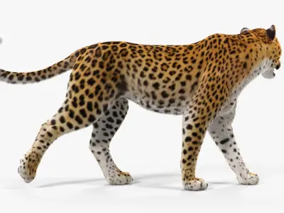  Leopard with Fur Rigged 
