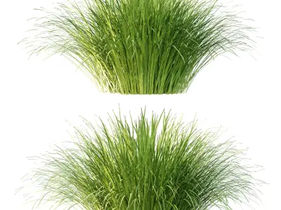 Carex Elata Aurea Grass 01 3D model