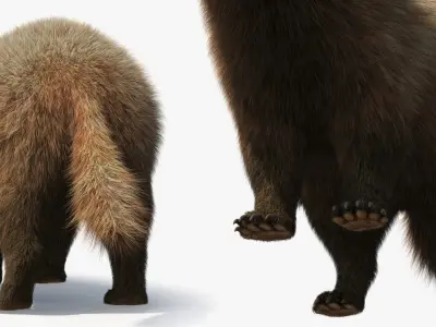  Badger Brown Fur 