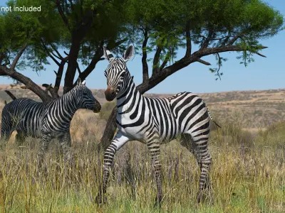  Young Zebra Rigged for Cinema 4D 