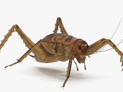  Insects Collection Rigged for Cinema 4D 
