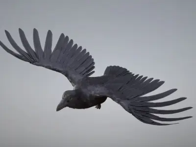  Raven Animated 