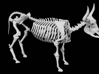  Animal and Bird and Dinosaur Skeletons huge collection 