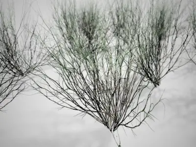 Broom Snakeweed Cluster grass Low-poly 3D model