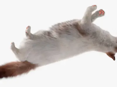  Ragdoll Cat Lying Pose Fur for Cinema 4D 