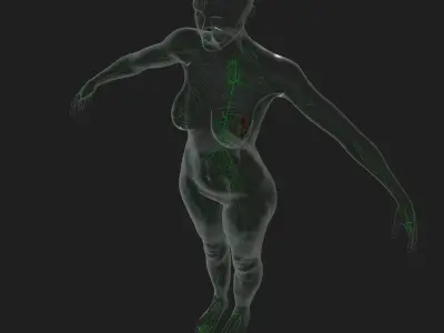 Female Lymphatic System Anatomy With Skeleton 3D model