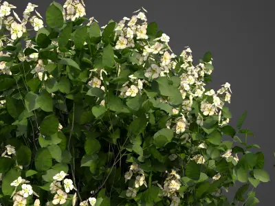 2021 PBR Quince Collection - Cydonia Oblonga 3D model