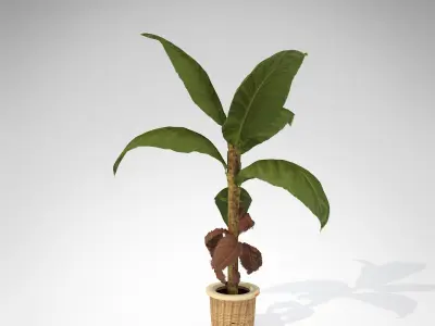 XfrogPlants Banana 3D model