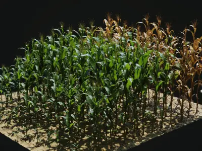  Corn Plants 15 Types in 5 Ages - PBR AssetKit 