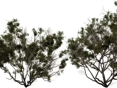 Photorealistic Bush   Shrub 3D Model Pack Low-poly 3D model