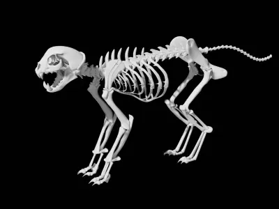  Animal and Bird and Dinosaur Skeletons huge collection 