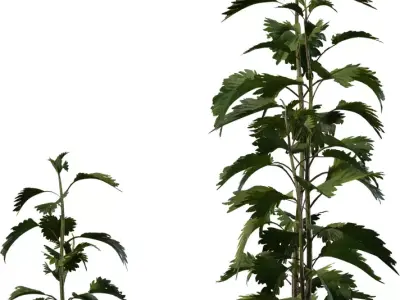 Tall Wild Herb Stem Pack  Low-poly 3D model