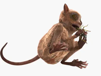  Tarsier Eating Grasshopper Fur 