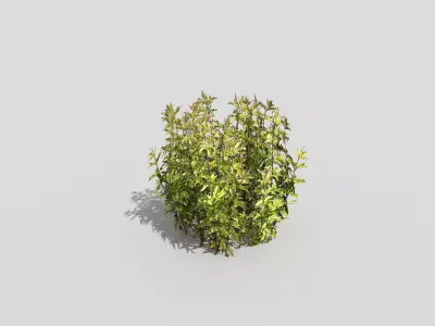 Low poly Plant Low-poly 3D model