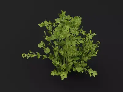 Parsley Plant 3D model