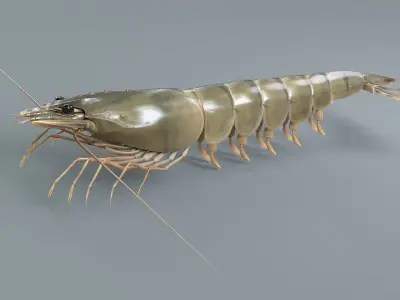  Prawn 