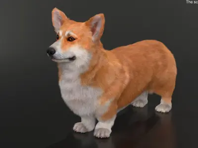  Pembroke Welsh Corgi Dog Fur for Cinema 4D 