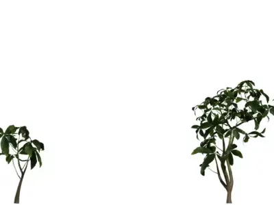 Realistic Money Tree Houseplant Pack  Low-poly 3D model