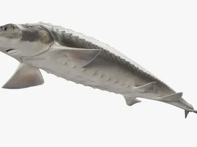  White Sturgeon Rigged for Cinema 4D 