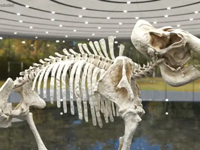  Dinosaur Skeletons Rigged for Cinema 4D Collection 