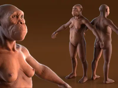  Scientific Replica of Australopithecus Female 