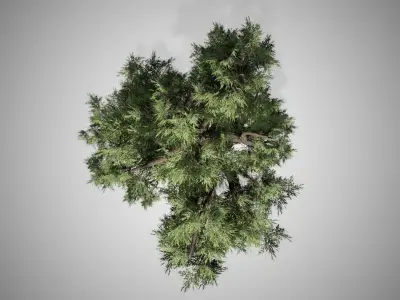 Western Juniper Tree Low-poly 3D model