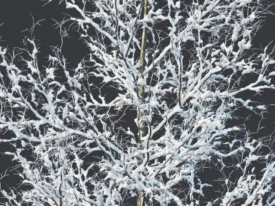 Common oak Nr4 H3-9m Winter Five tree set 3D model