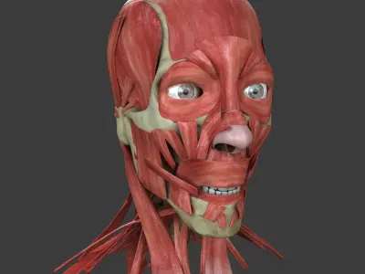 Human Face Muscle Anatomy Medical Edition 3D model