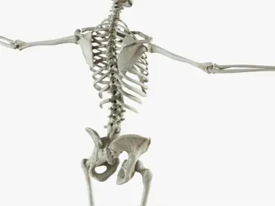  Human Skeleton Rigged 3D 