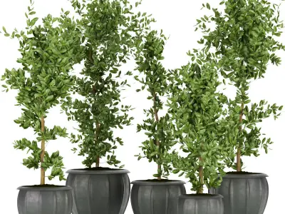 Collection plant indoor vol 5 3D Model Pack