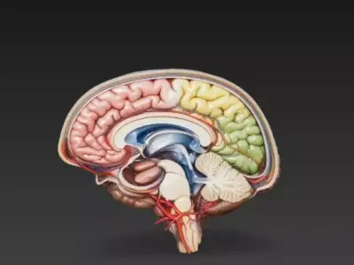 Human Brain Anatomy - Highly Detailed 3D Model 3D model