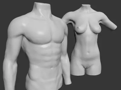 Female and Male Torso Manenequins 3D model