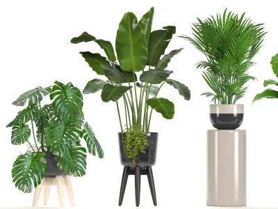  Collection of ornamental plants in pots 