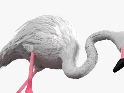  White Flamingo Bird in Feeding Pose 