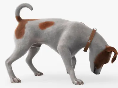  Jack Russell Terrier Fur Rigged For Blender Animated Set 