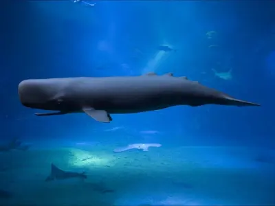 Sperm whale 3D model