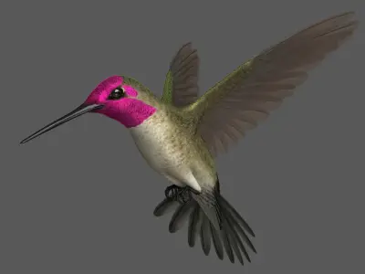  Anna's Hummingbird (Animated) 