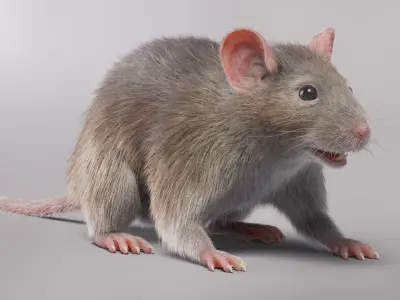  House Mouse with Fur 