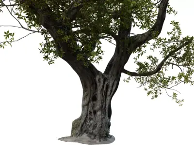 Photorealistic Ancient Old Tree 3D Model  Low-poly 3D model