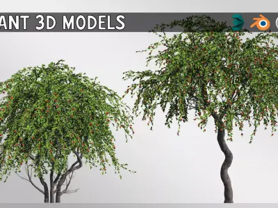 2 Cotoneaster Salicifolius  plant  3D model