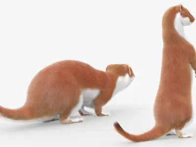  Ermine Mammal Predator Animated Fur Rigged For Blender 