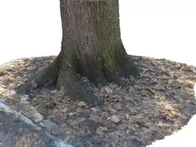 Winter tree trunk 3D scan Low-poly 3D model