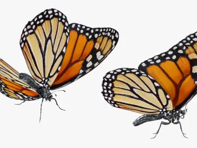  Danaus Plexippus Butterfly 