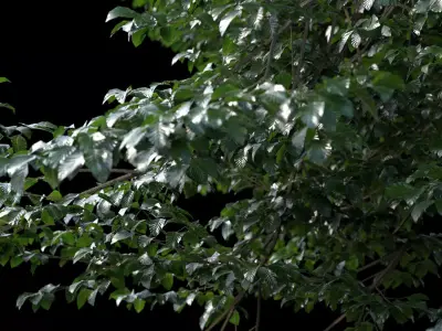 Animated Tree Pack 3D model