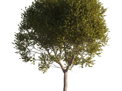 Platanus x hispanica XL size 5 different models 3D Model Pack