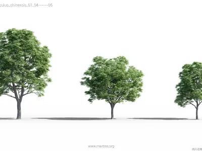 Maxtree Plant Models Vol 40 - Mesh 3D model