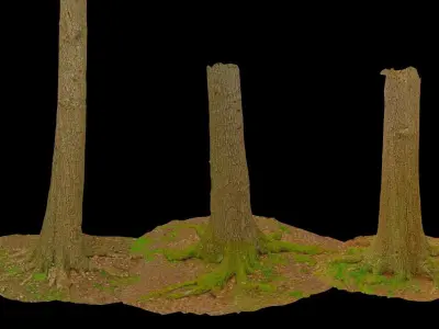 PBR Oak Tree Big Forest Scan Trunk Pack Low-poly 3D model