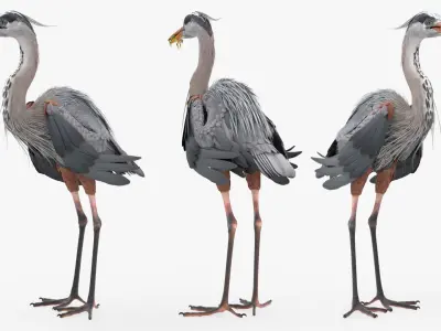  Predatory Heron with Frog For Blender 