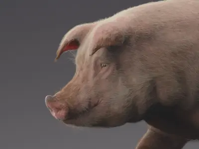  Pig (Animated) 